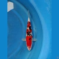 taisho sanke 31cm