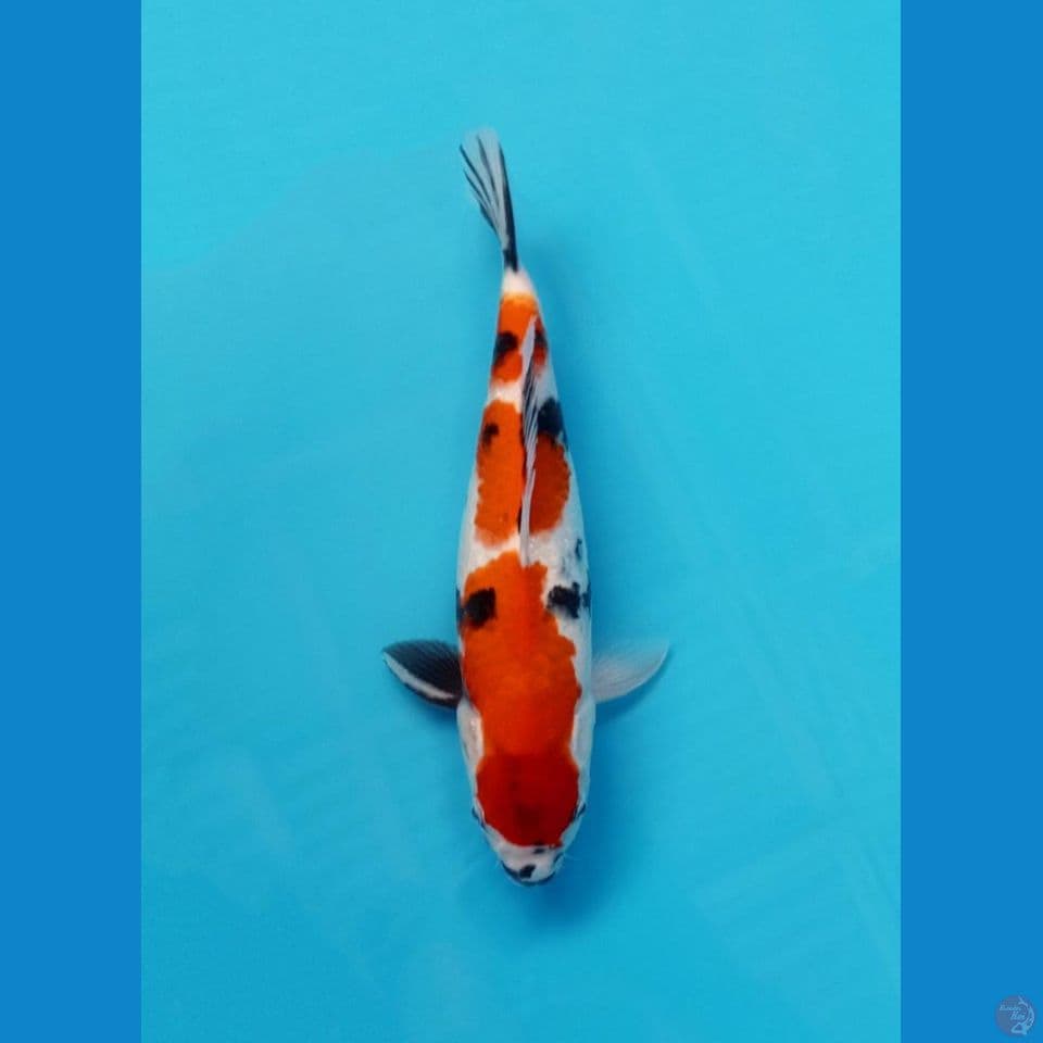 showa 3step masih tategoi 32cm