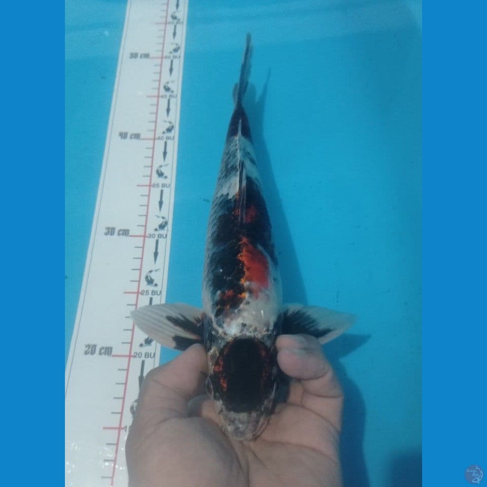 NYENI 35CM