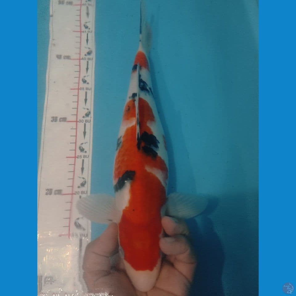 SANKE 40CM