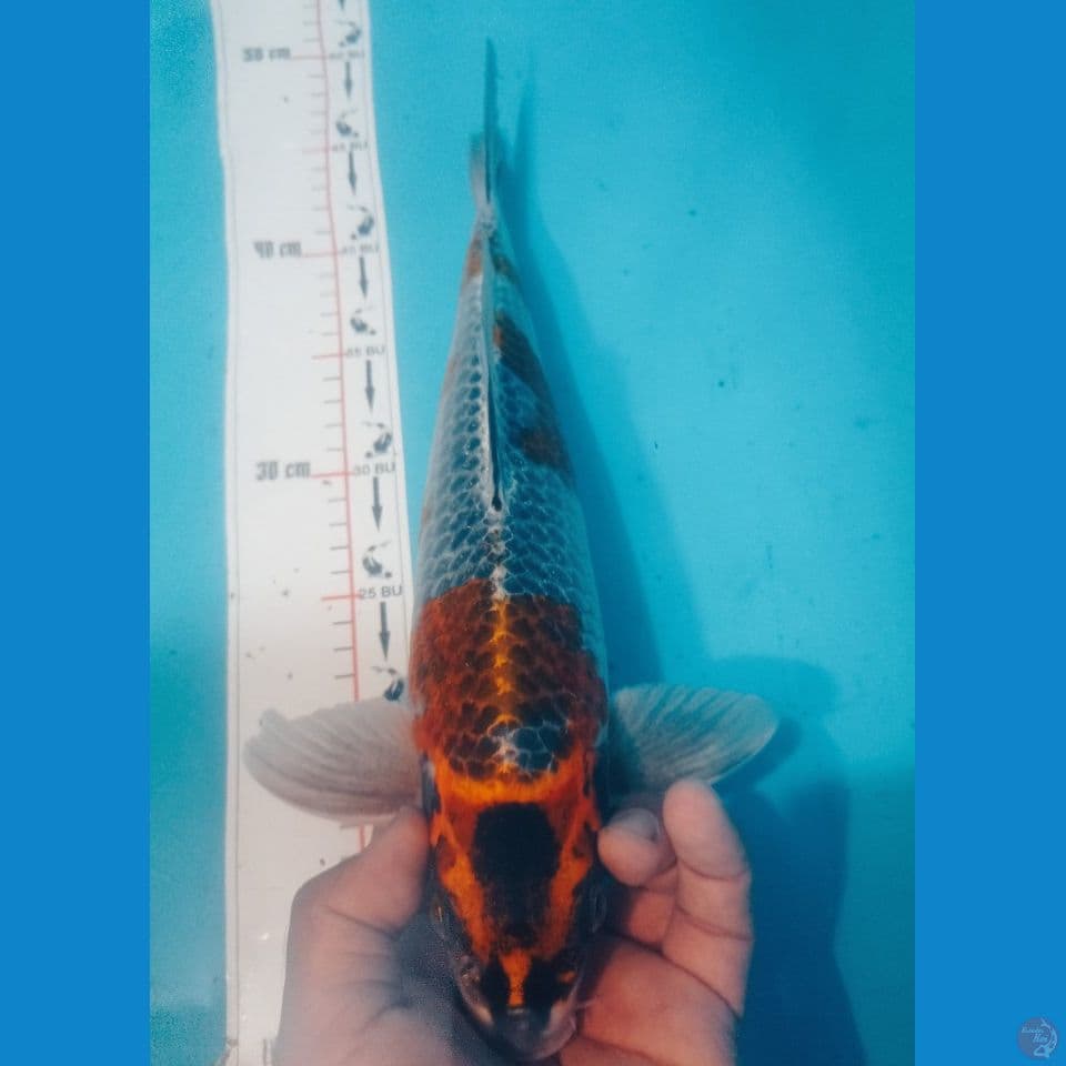 KOGANE 37CM