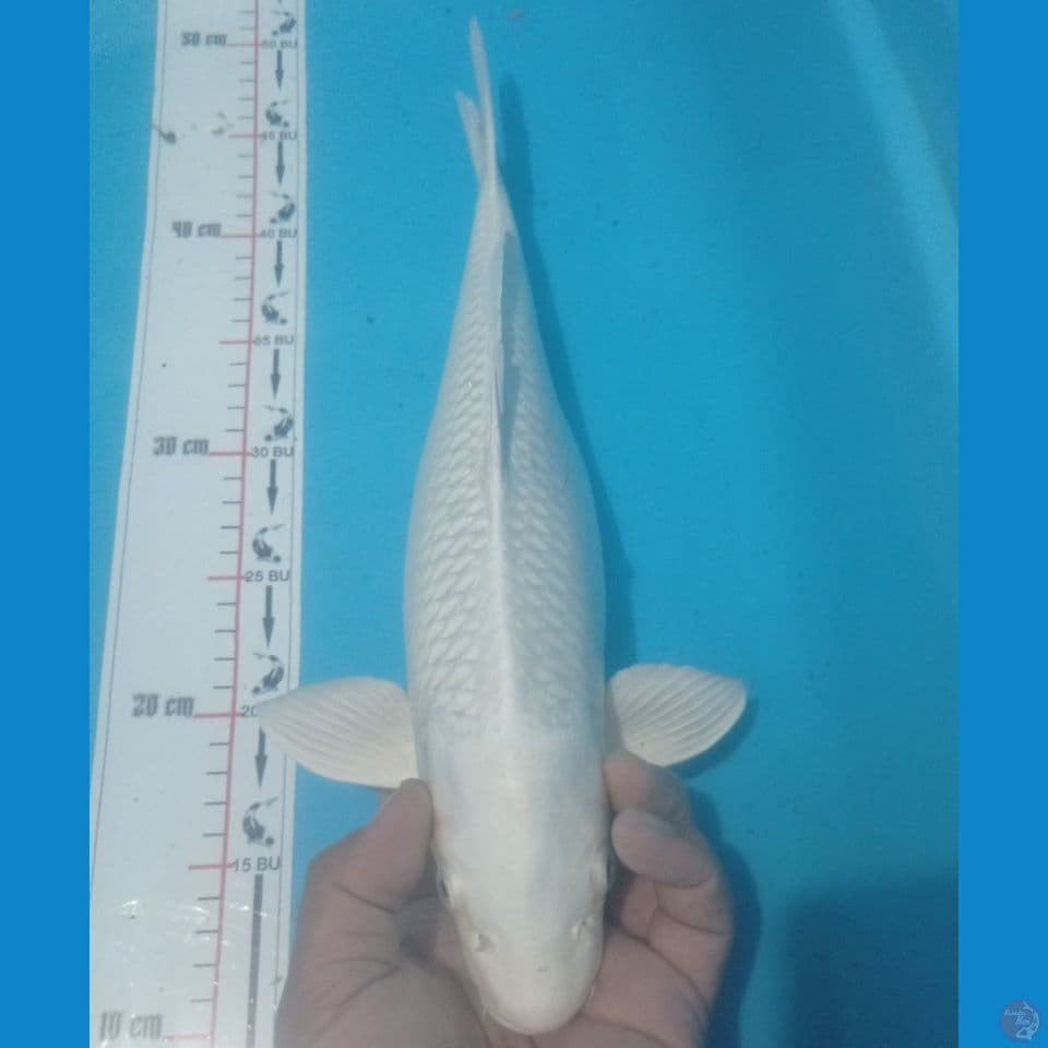 PLATINUM 40CM