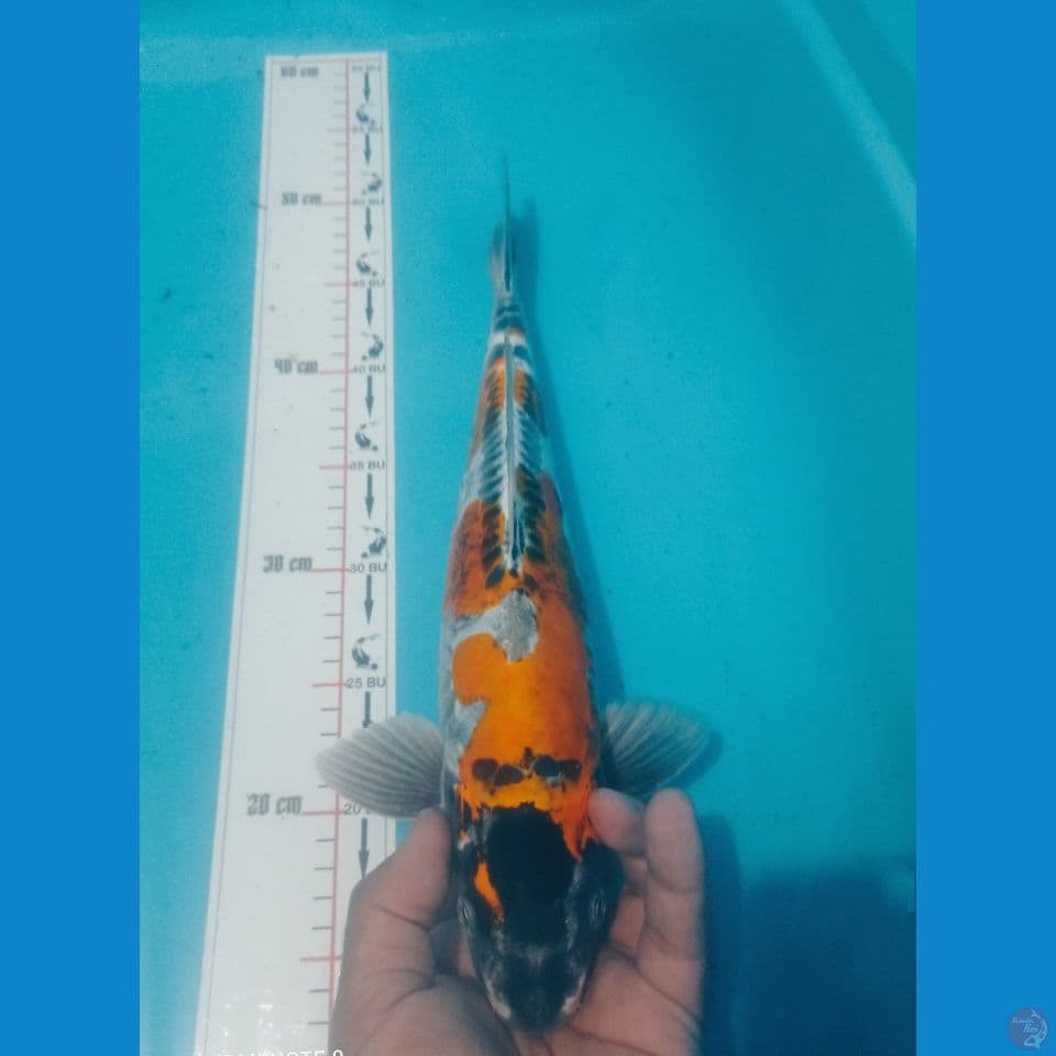 KIKO 38CM
