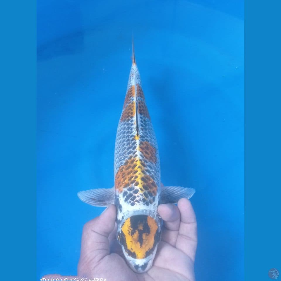 KOGANE 38CM