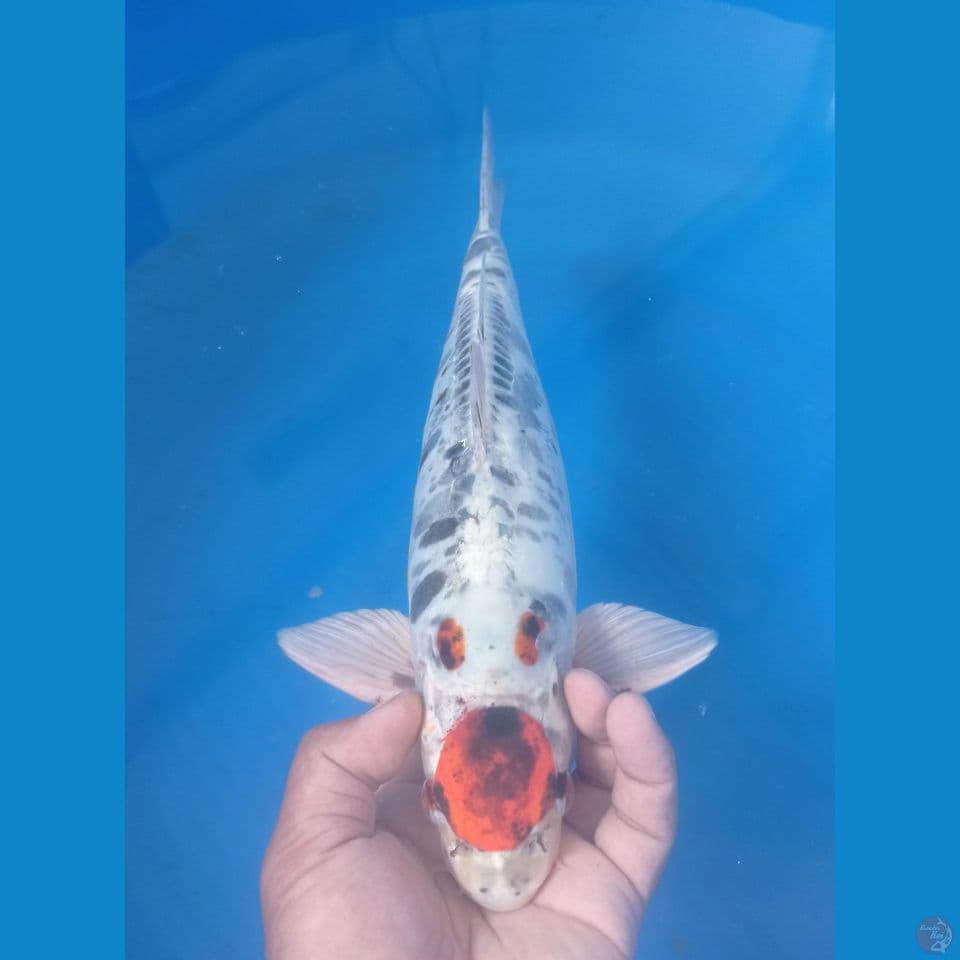 TANCHO 38CM