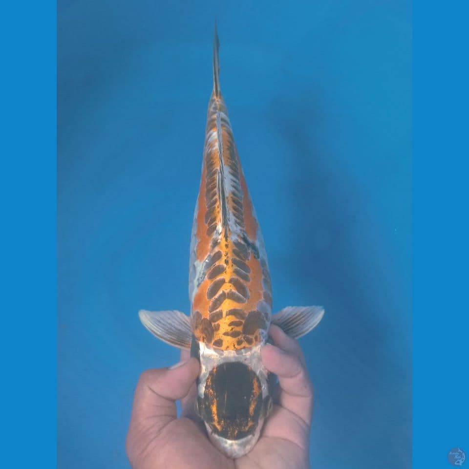 KIKO 40CM