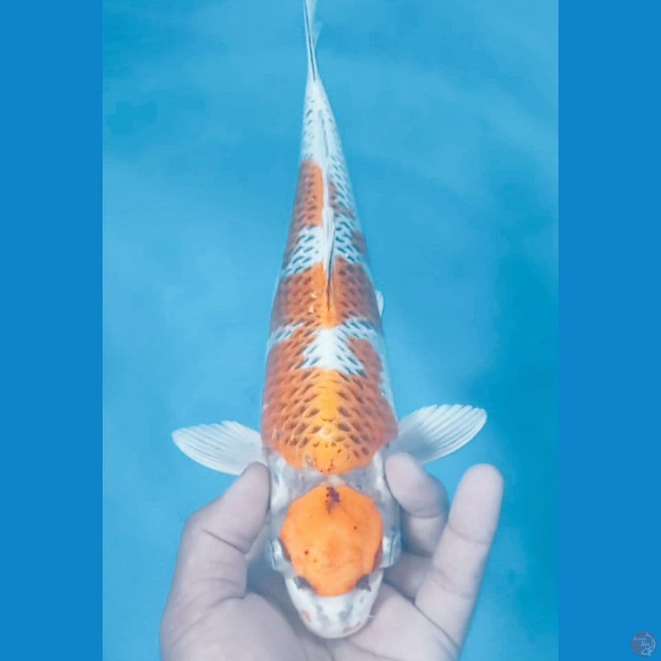KUJAKU 34CM
