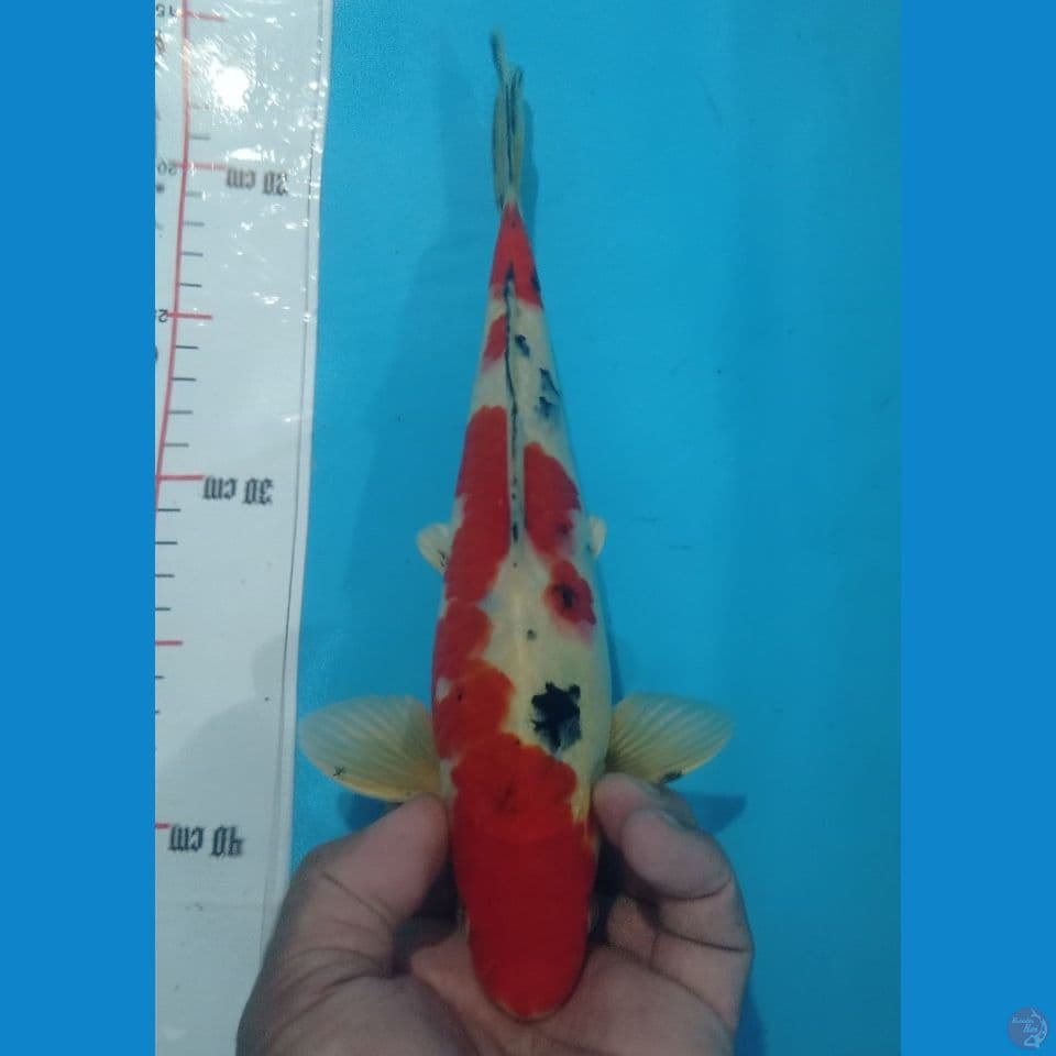 Y.NISHIKI 30CM