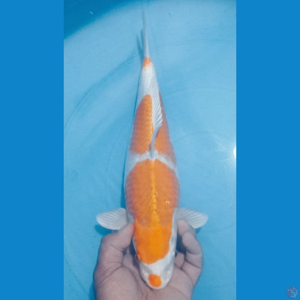 HARIWAKE 37CM