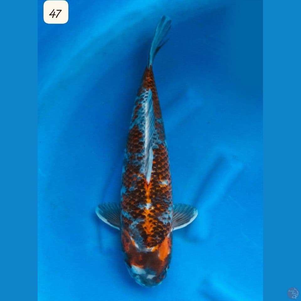 47cm Karpet Arap 