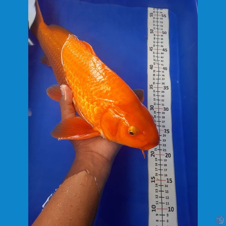 45cm male