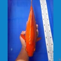 40cm