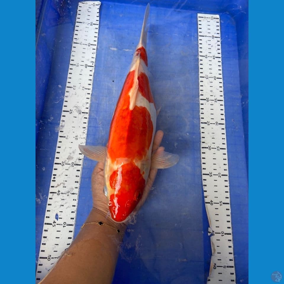 v2 kohaku 40 cm