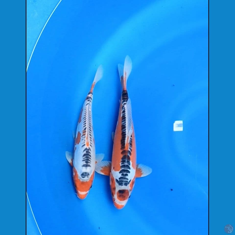 duo shusui 27-29 cm