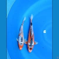 duo shusui 27-29 cm