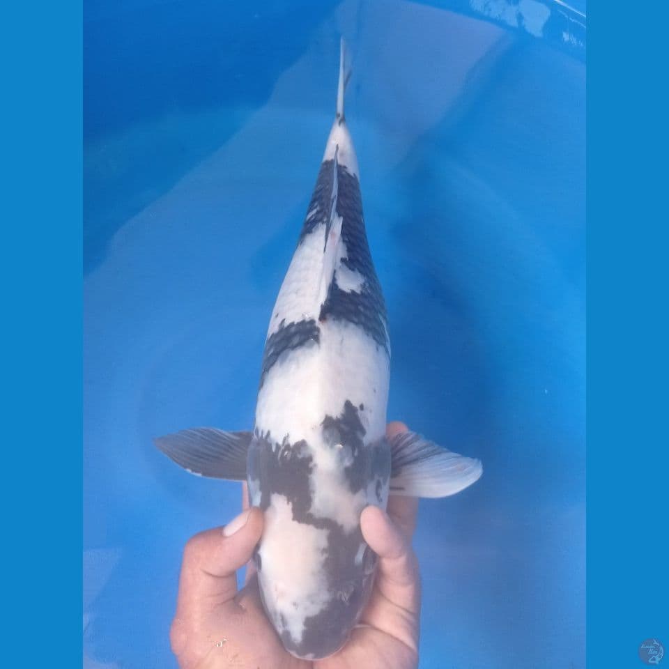 SHIRO 47CM