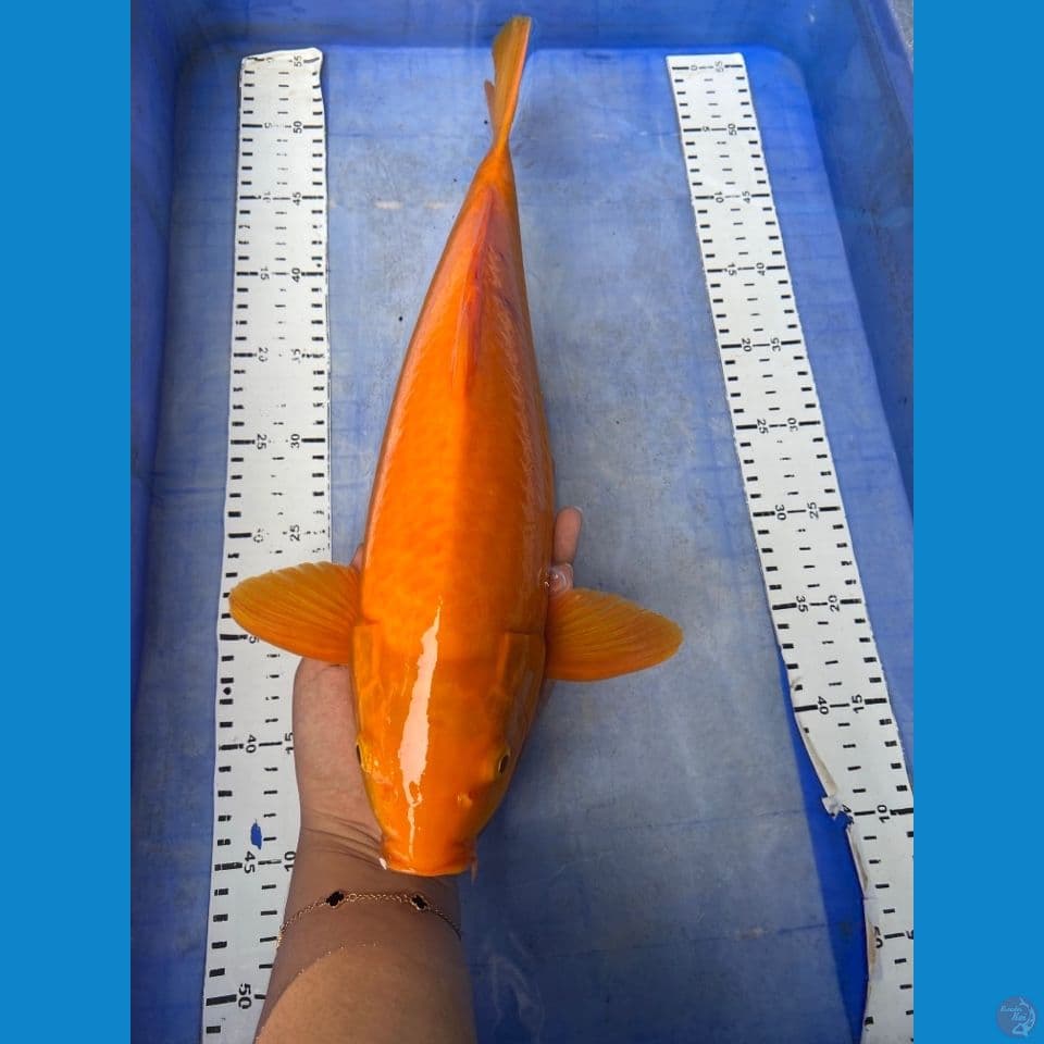 karamel chagoi 41 male ~fltr