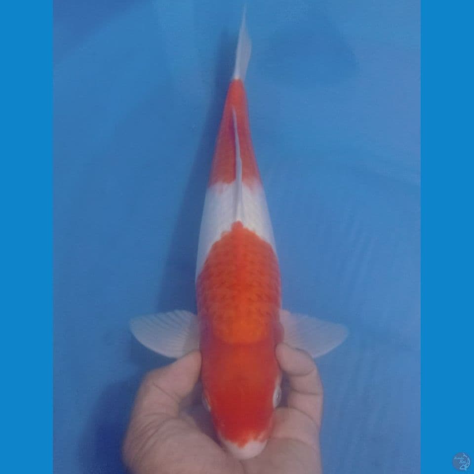 KOHAKU 40CM