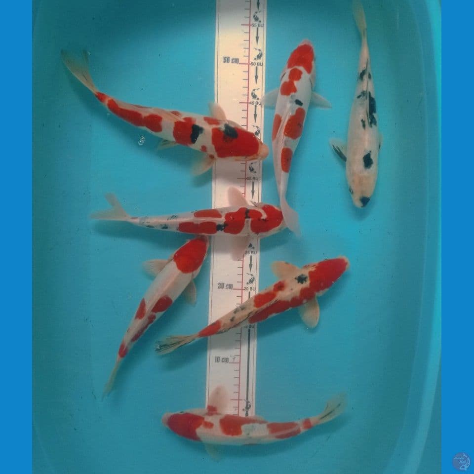 DOITSU 27,30CM