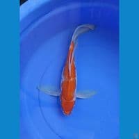 kumpay kohaku 43 cm