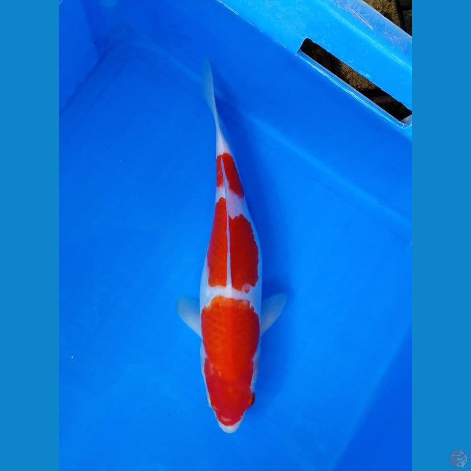 KOHAKU 3STEP 33CM