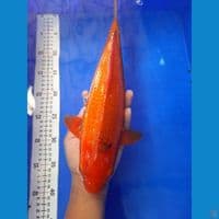 41cm karamel ginrin