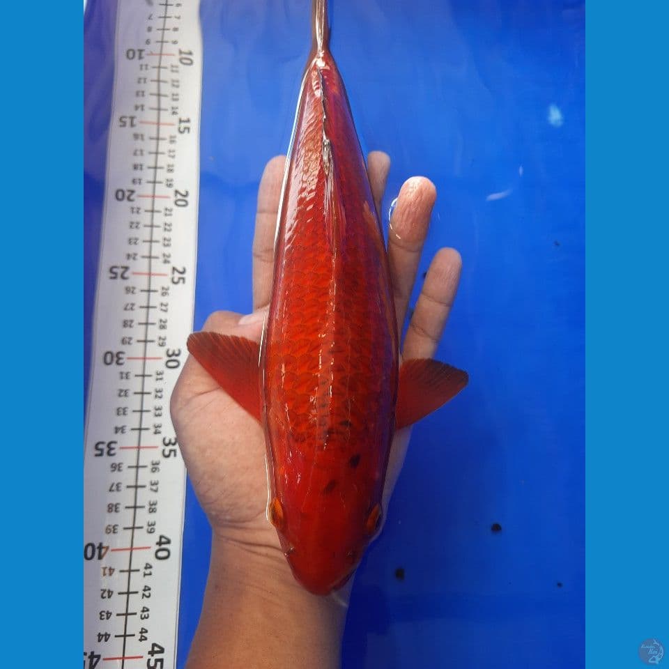 31cm red chagoi jagung