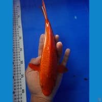 30cm red chagoi net
