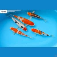29-35cm Paket Hemat 5ekor Th baru 2025