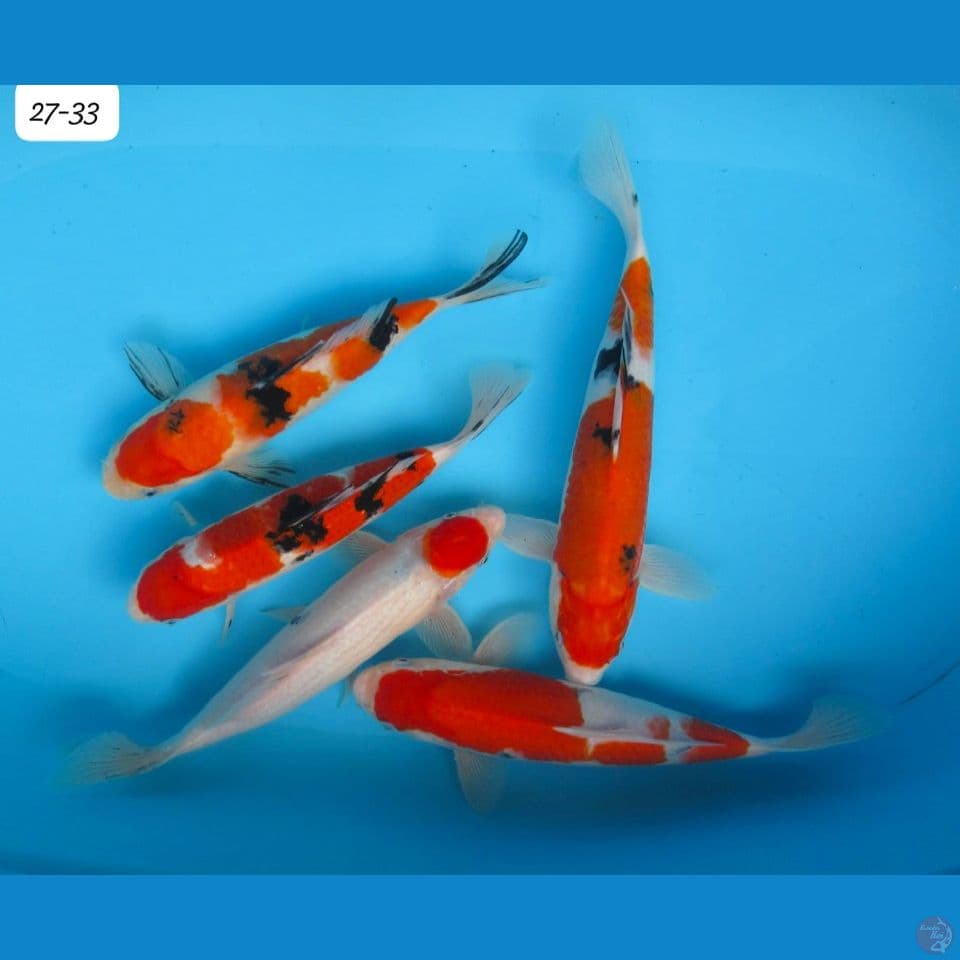 27-33cm Paket Hemat 5 ekor mixkoi