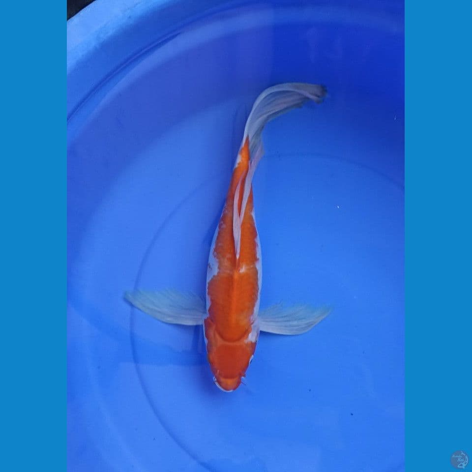 kohaku kumpay 43 cm