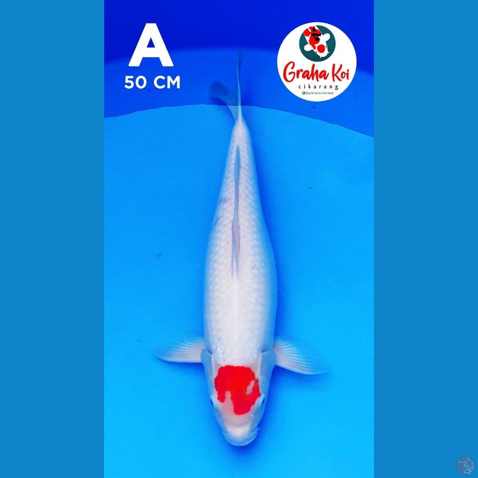 Tanco kohaku Jumbo 50cm