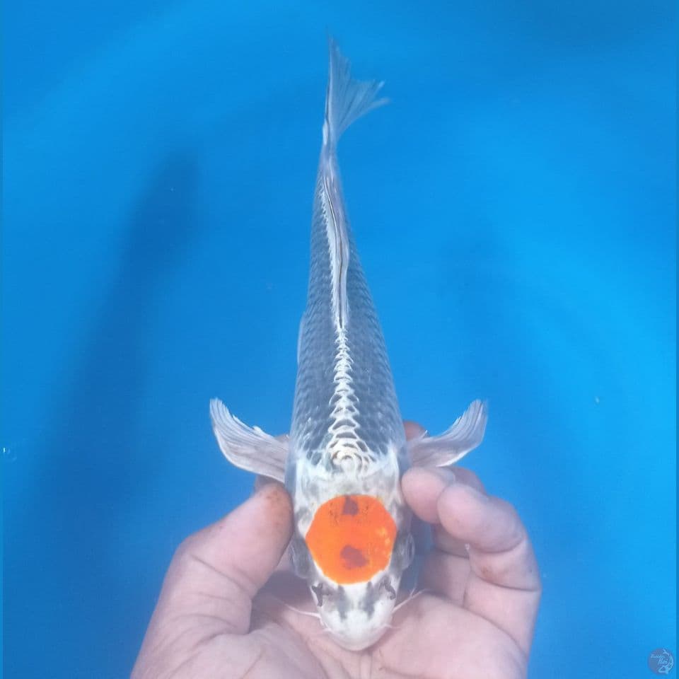 KUMPAY 29CM