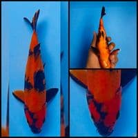 hi utsuri 23cm