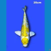maruten Kin Kujaku 36 cm