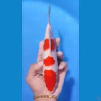 KOHAKU ORIGINAL 23CM - MALE