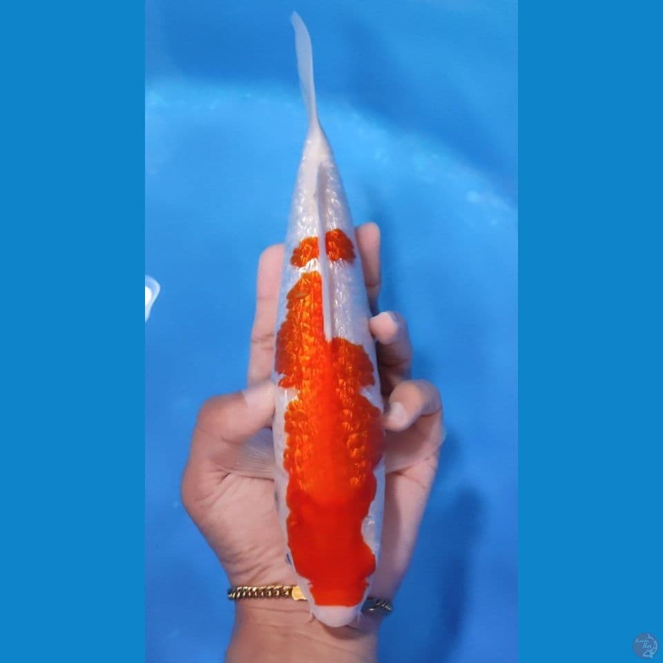 KOHAKU GINRIN PADAT 27CM - FEEMALE 