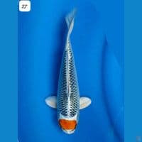 27cm Tancho Kujaku Kaneko Original