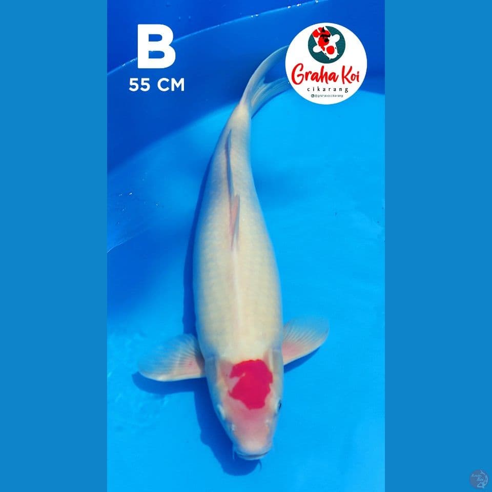 Tanco Kohaku Jumbo 55cm