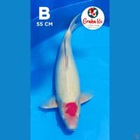 Tanco Kohaku Jumbo 55cm