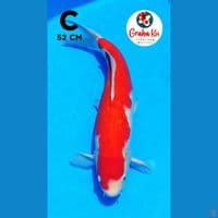 Kohaku Jumbo 52cm