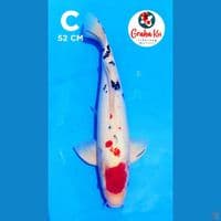 Tanco Sanke Jumbo 52cm