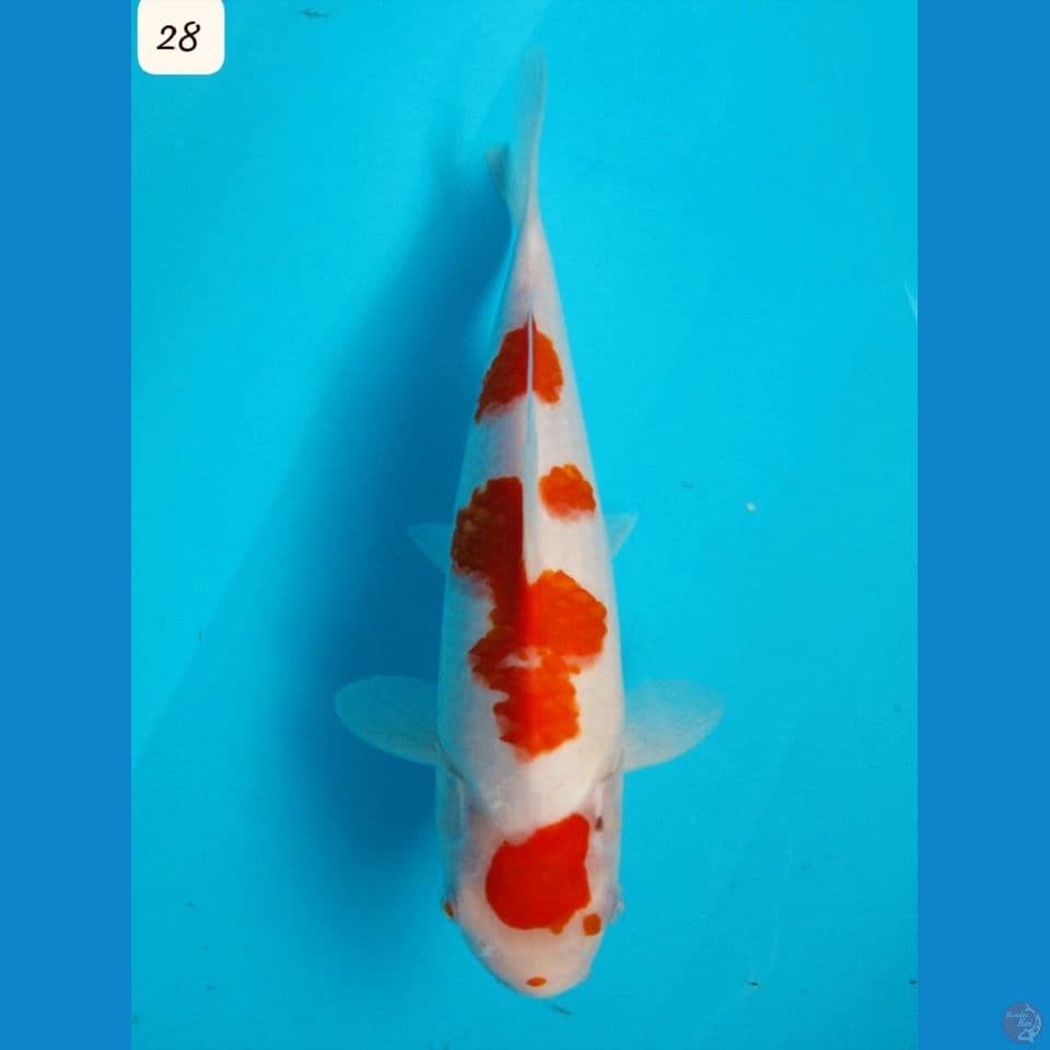 28cm - Kohaku Maruten