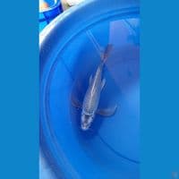 F 35CM MUKASI SILVER SLEYER