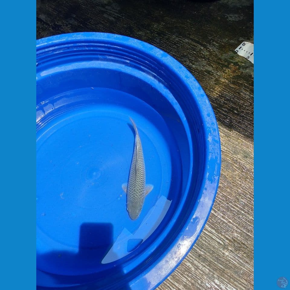 Soragoi Khusnul Bakat Jumbo Male 30cm™