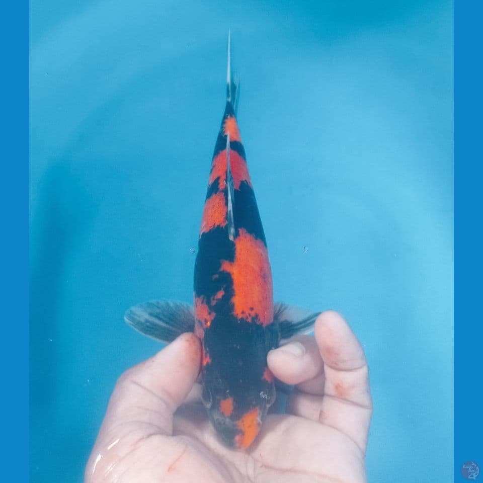 HI SHOWA 25CM