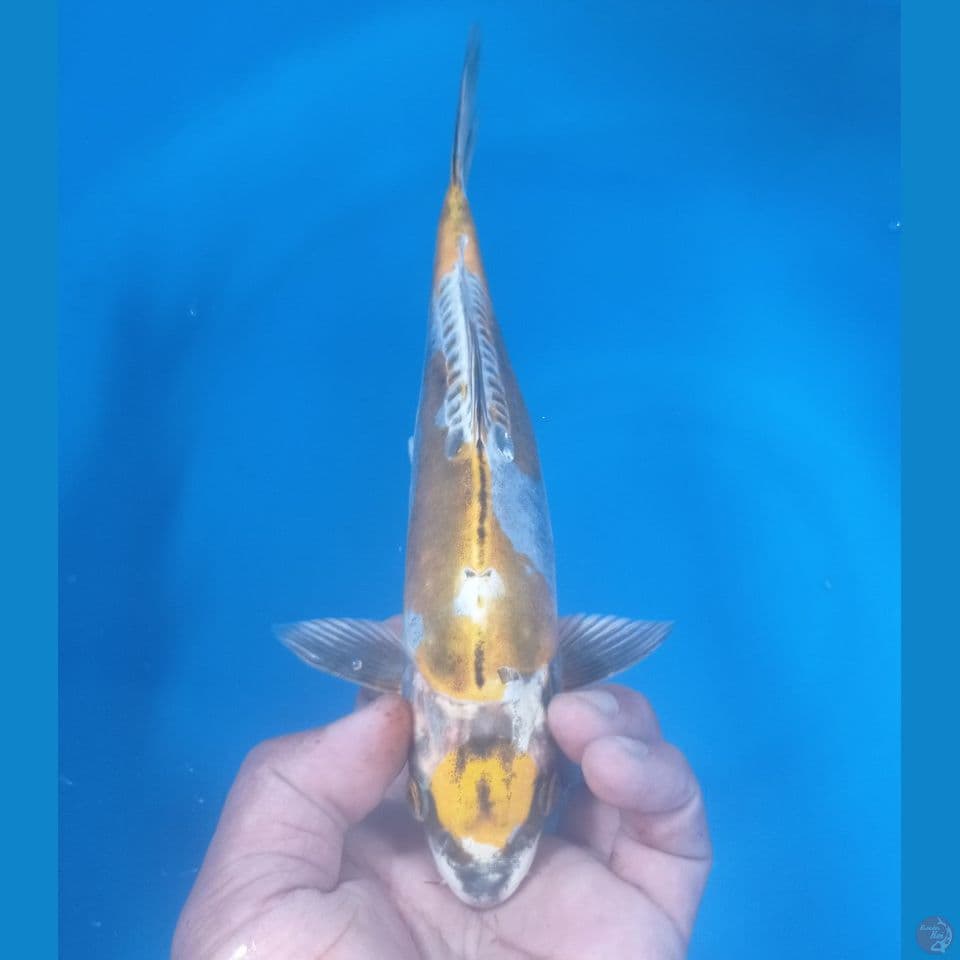 KIKO 30CM
