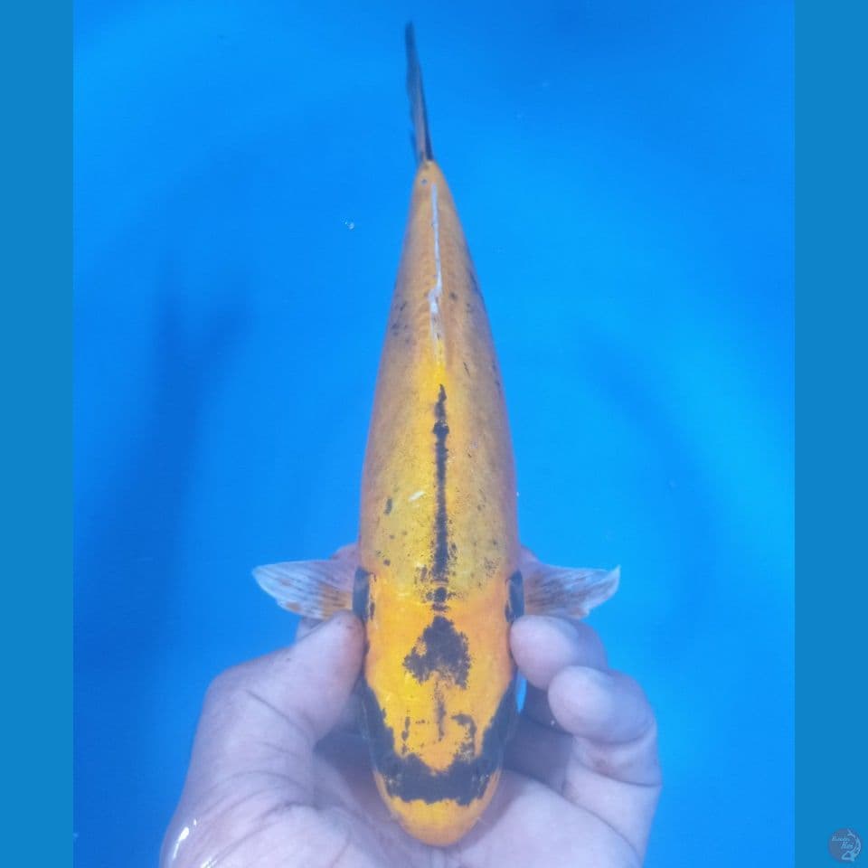 BANANA 30CM