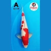 Jumbo Kohaku 52cm
