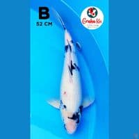 Jumbo Shiro 52cm
